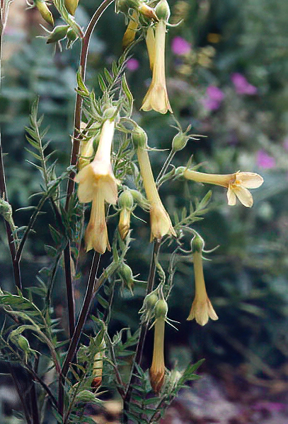 Polemonium pauciflorum in bloom in an open forest of pines and oaks in the mountains of the southwestern United States